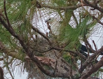 Nest sites in FL